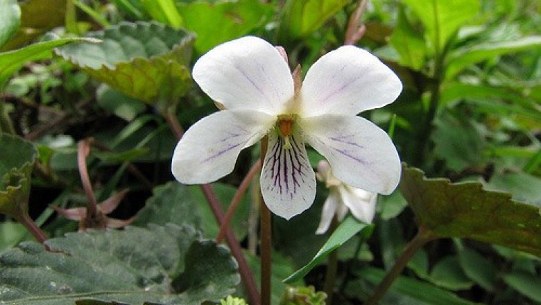 Cây Cải rừng bò lan. Viola serpens Wall ex Ging - Cây Thuốc Nam Quanh Ta